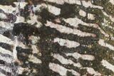 Polished Stromatolite (Collenia) Slab - Minnesota #130656-1